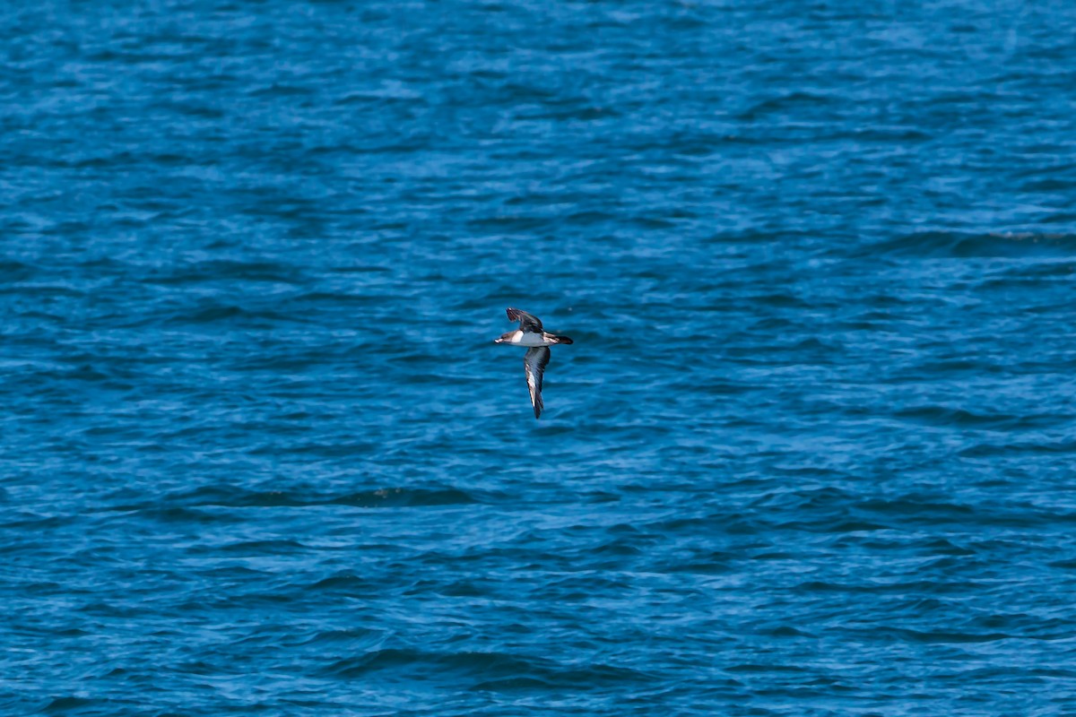 Pink-footed Shearwater - ML620464105