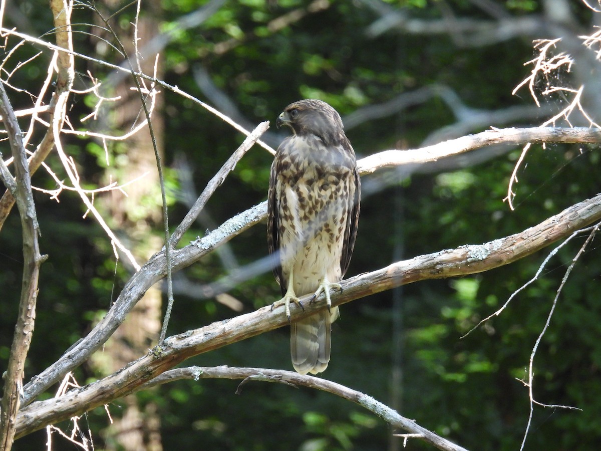 Red-shouldered Hawk - ML620464106