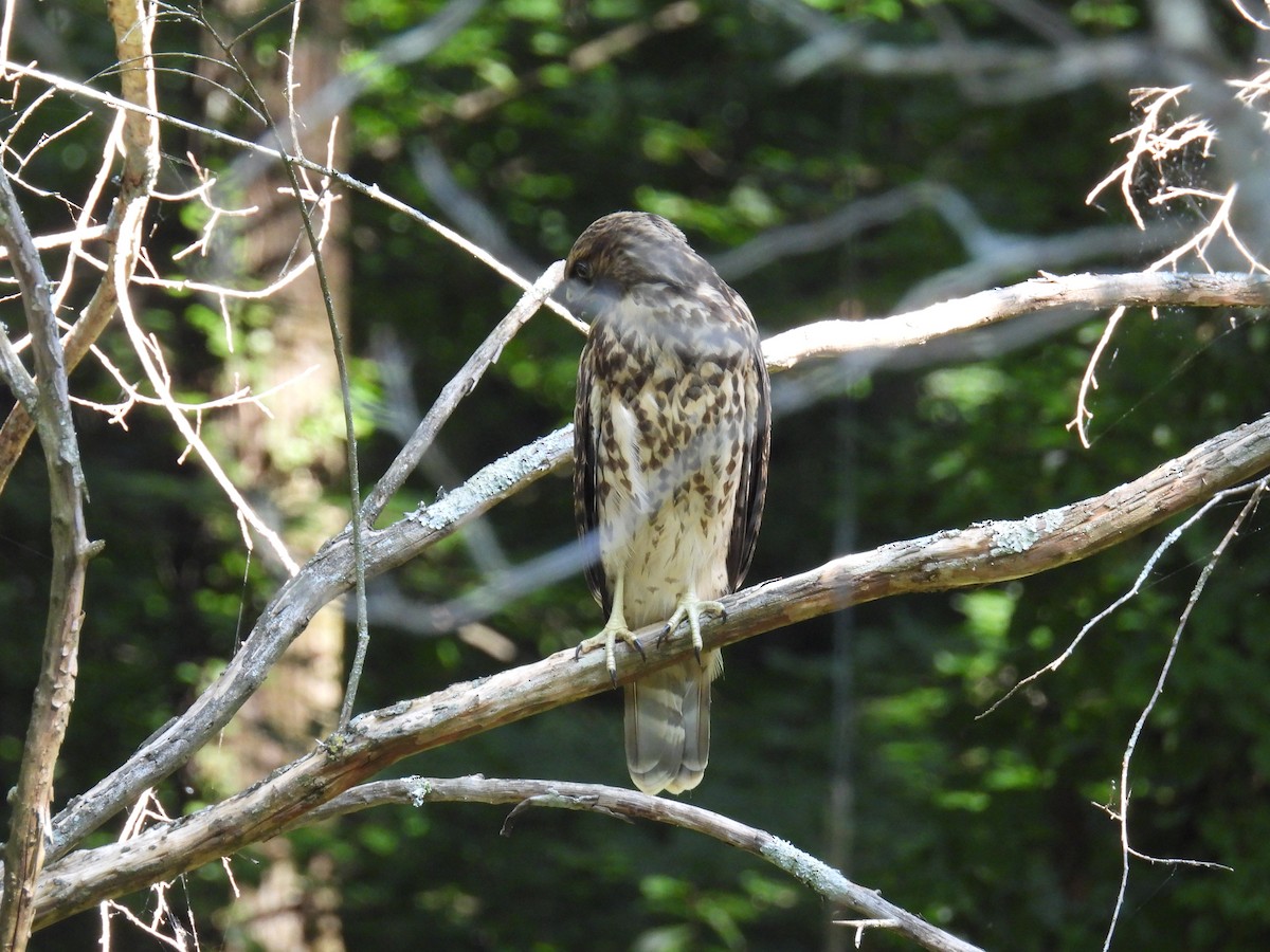 Red-shouldered Hawk - ML620464107