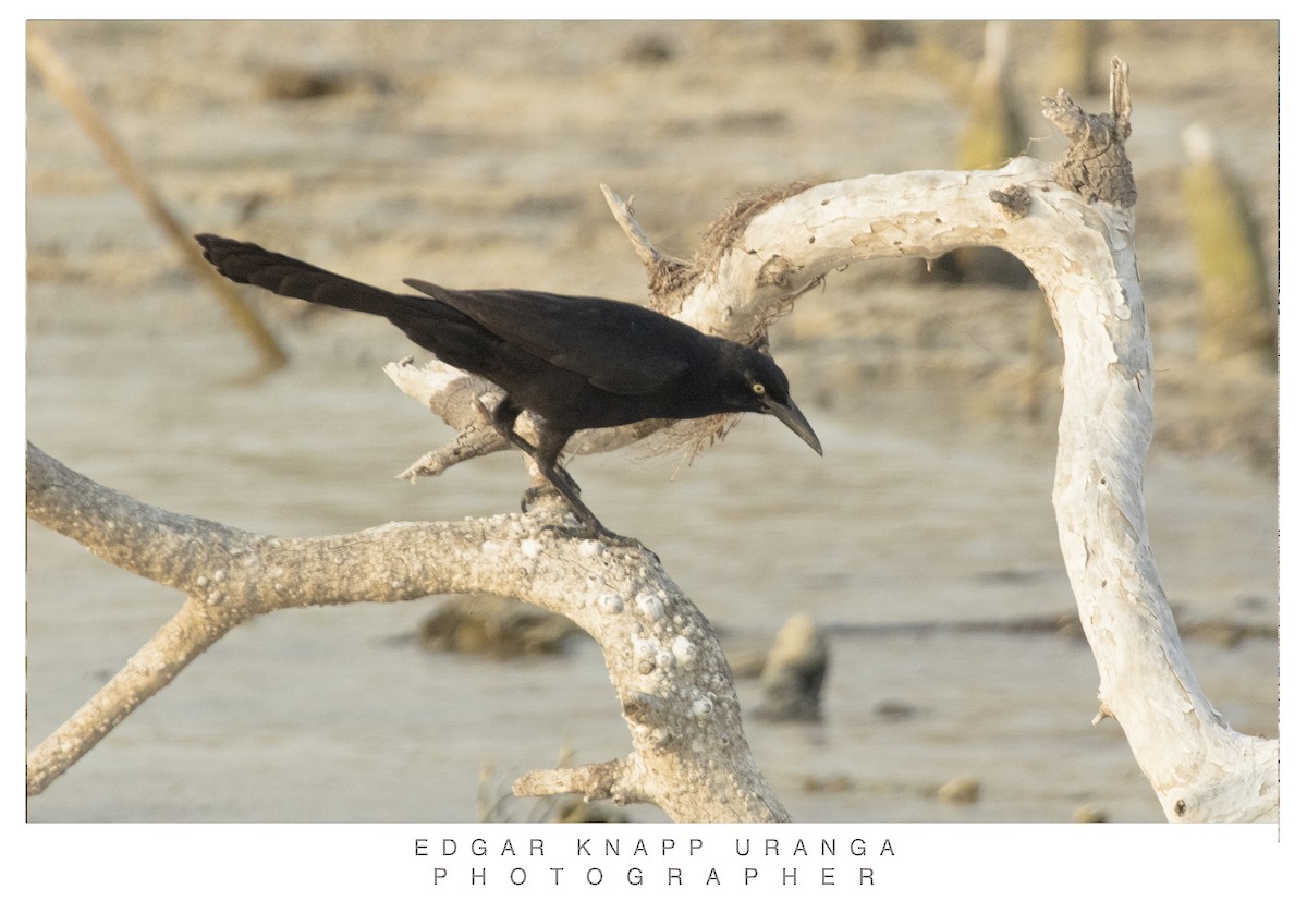 Great-tailed Grackle - ML620464112