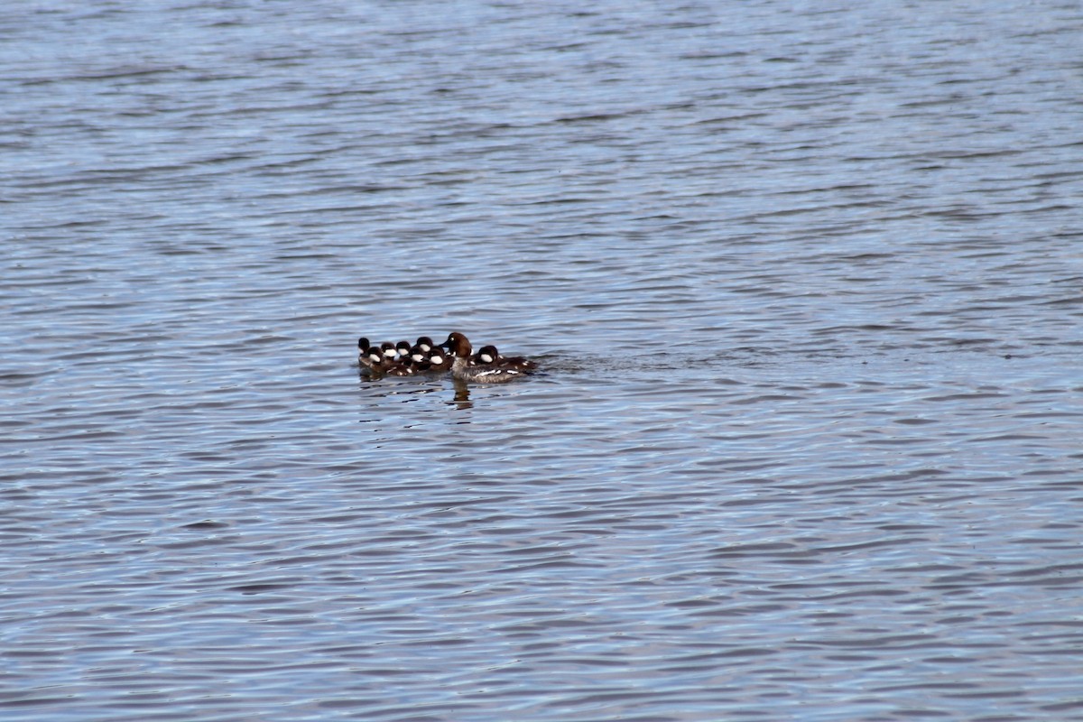 Common Goldeneye - Anne R.