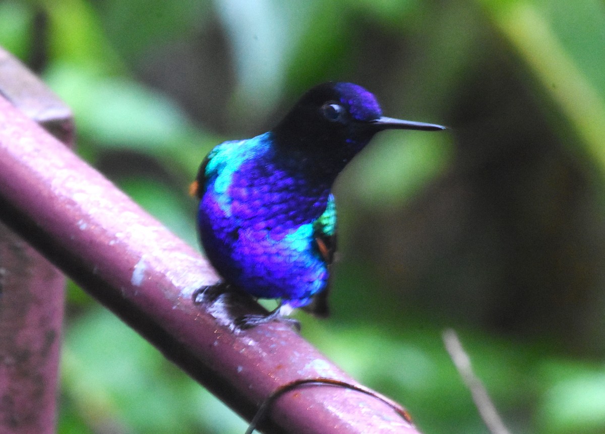 kolibřík hyacintový - ML620464126