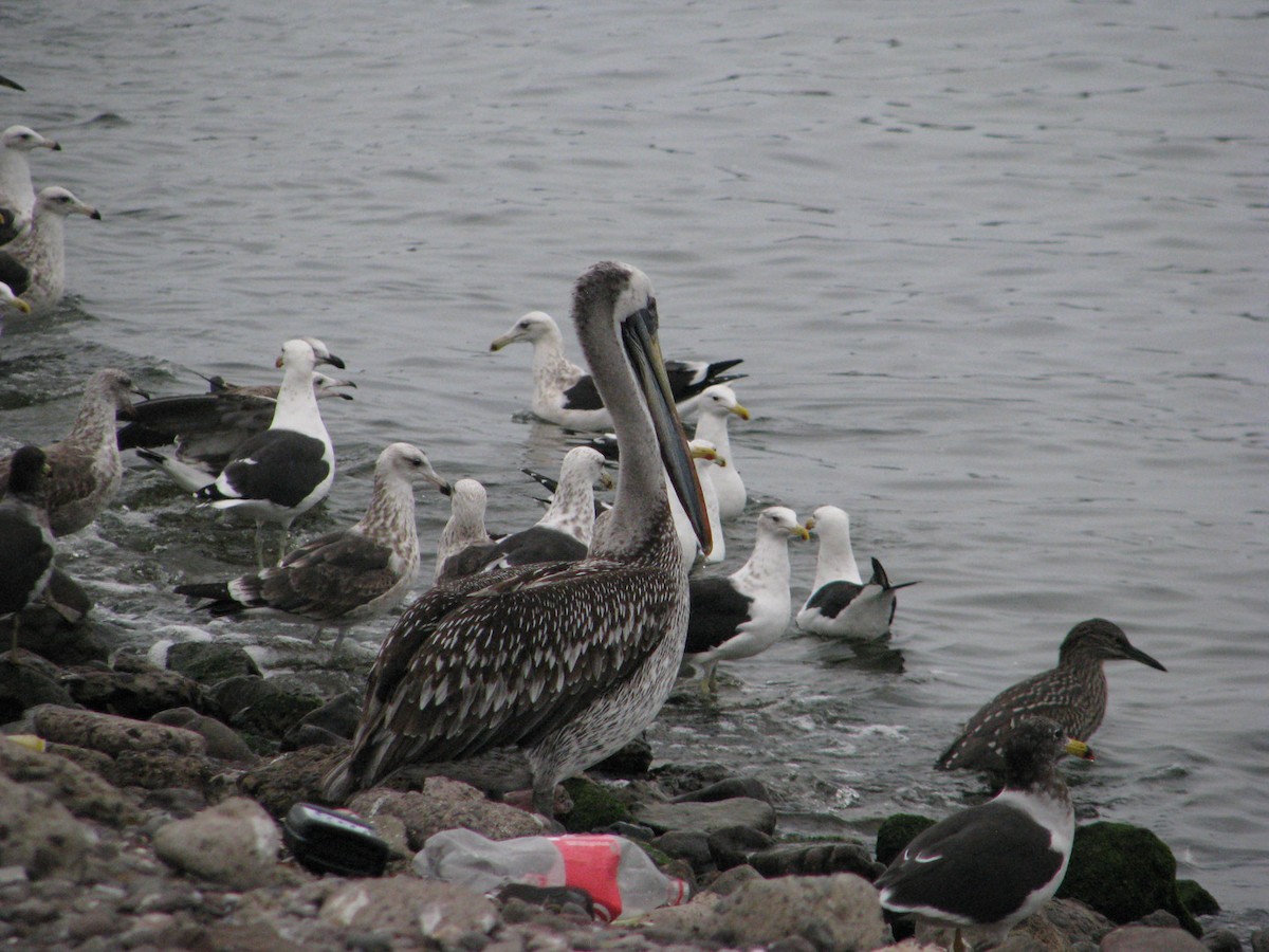 Peruvian Pelican - ML620464146