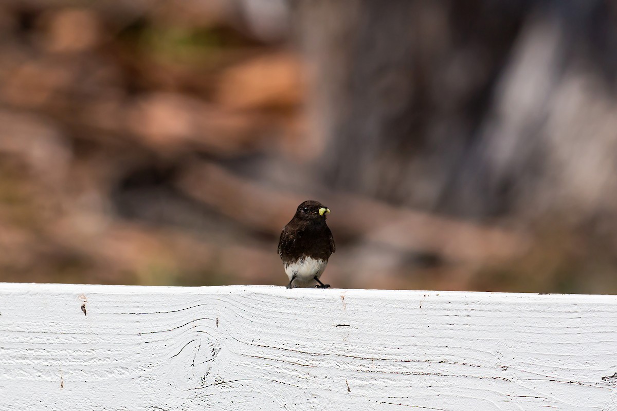 Black Phoebe - ML620464148