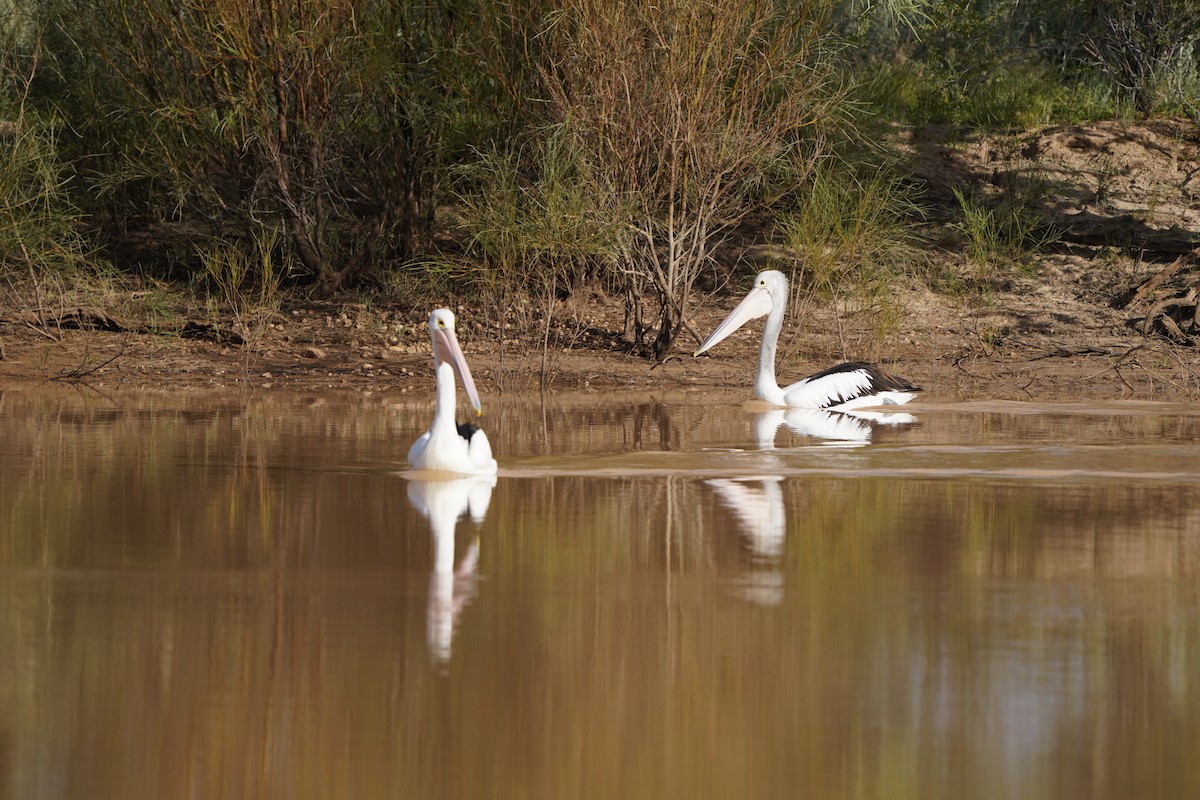 Australian Pelican - ML620464149