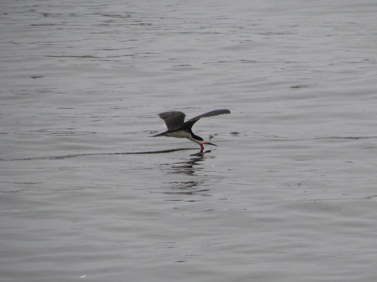 Black Skimmer - ML620464150