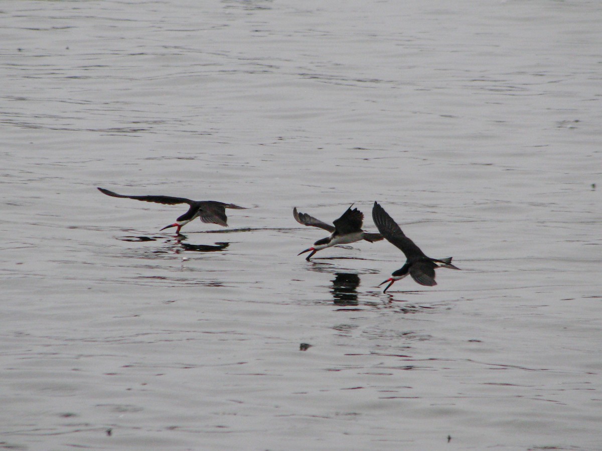 Black Skimmer - ML620464152