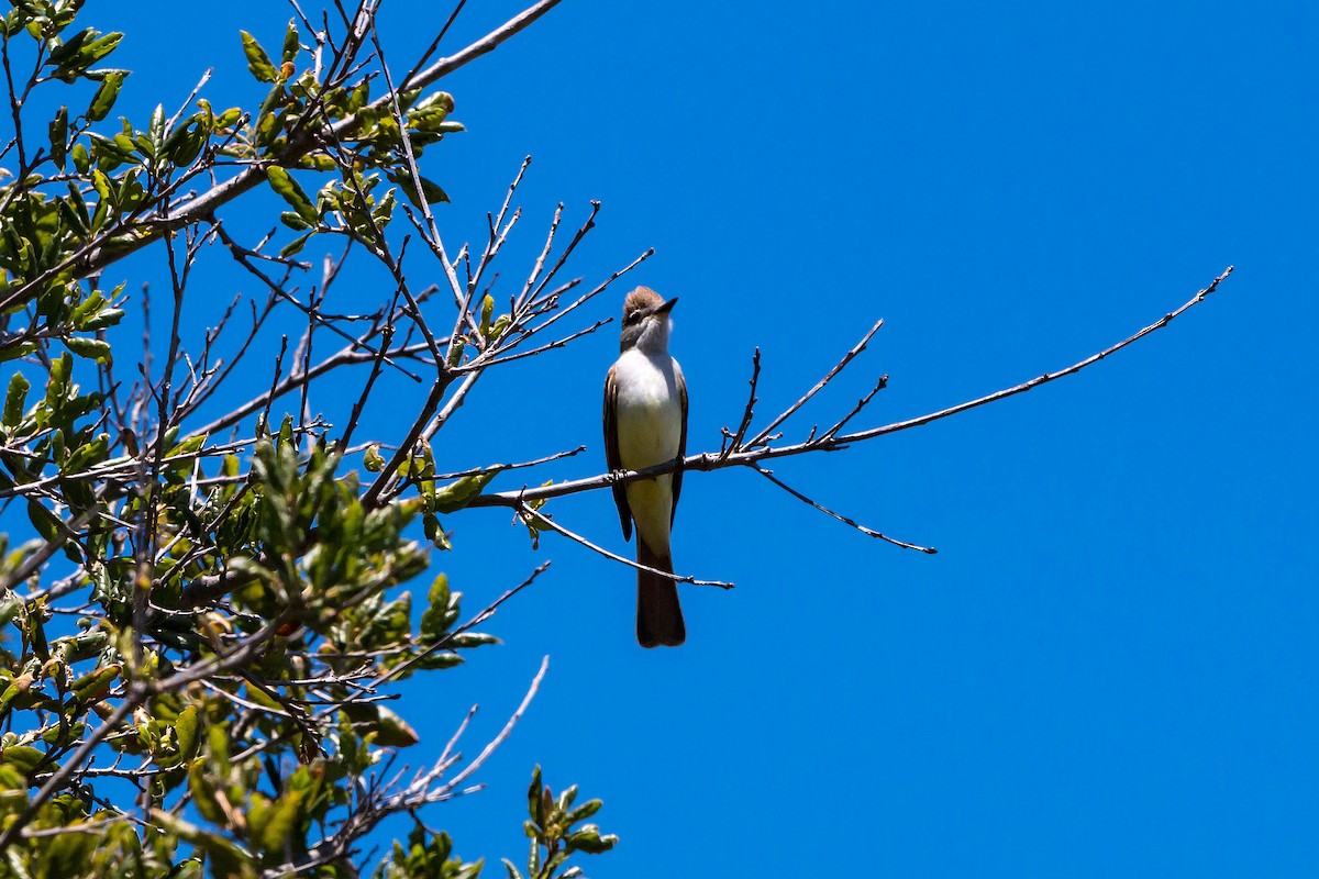 Ash-throated Flycatcher - ML620464154