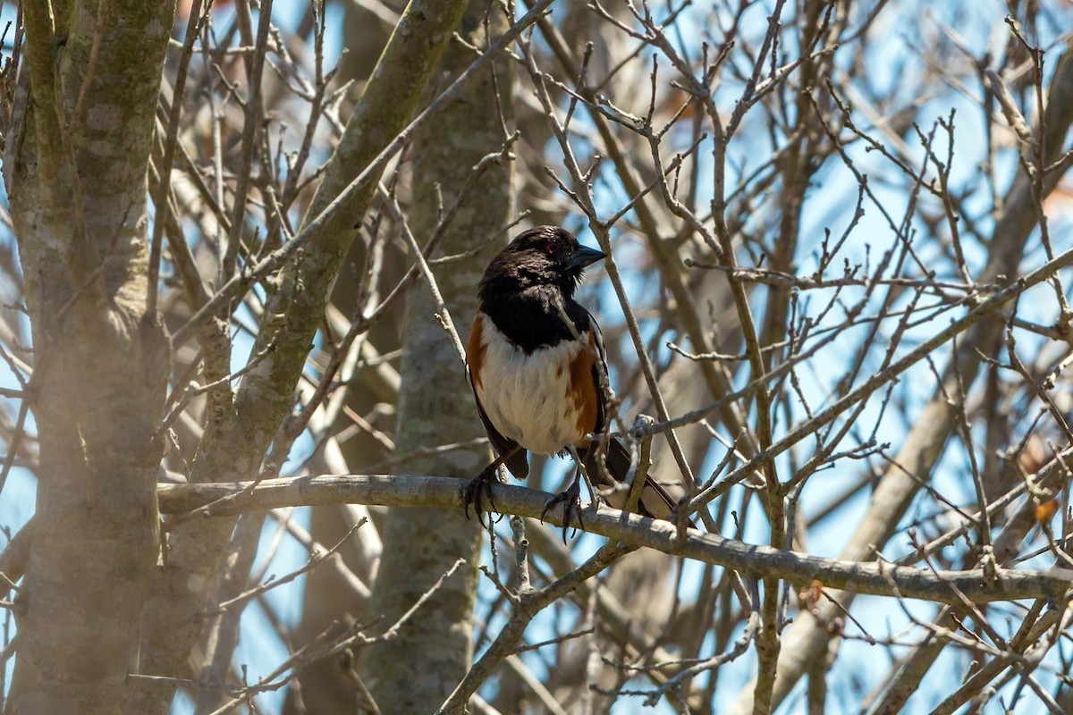 Spotted Towhee - ML620464161