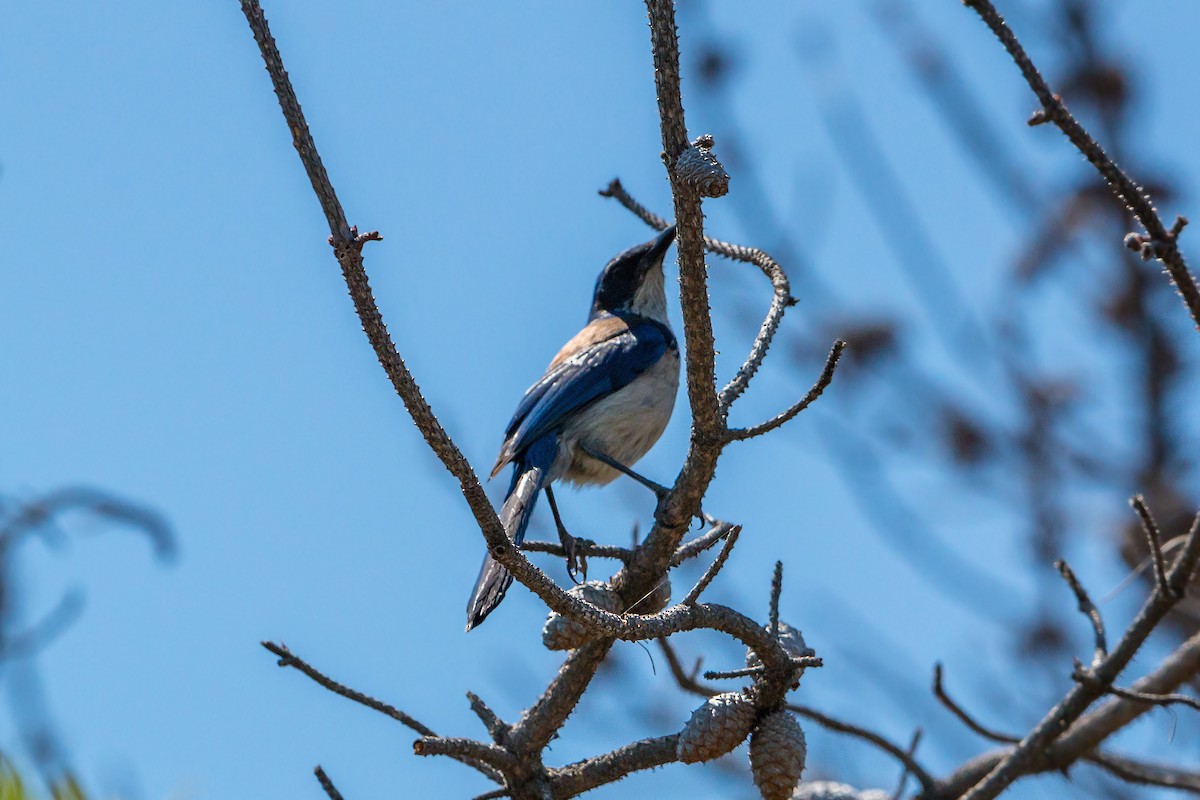 Island Scrub-Jay - ML620464167