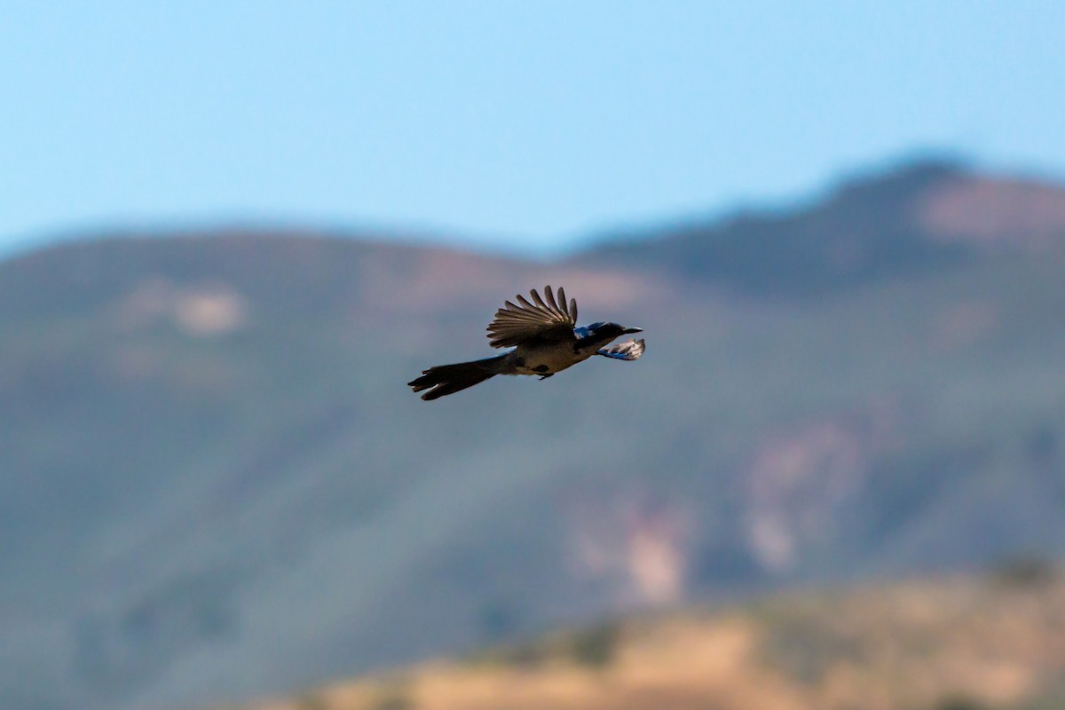 Island Scrub-Jay - ML620464169