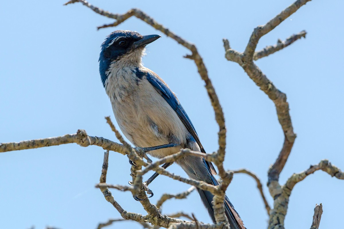 Island Scrub-Jay - ML620464173