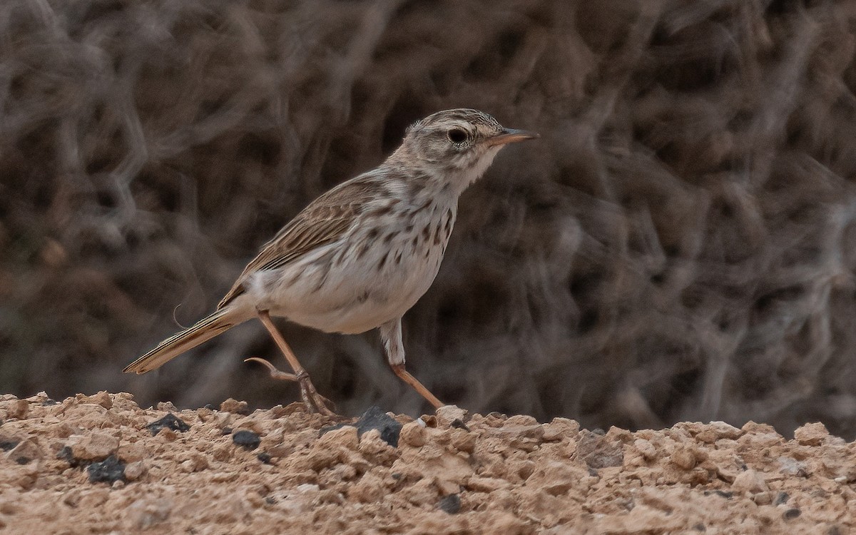 Berthelot's Pipit - ML620464175