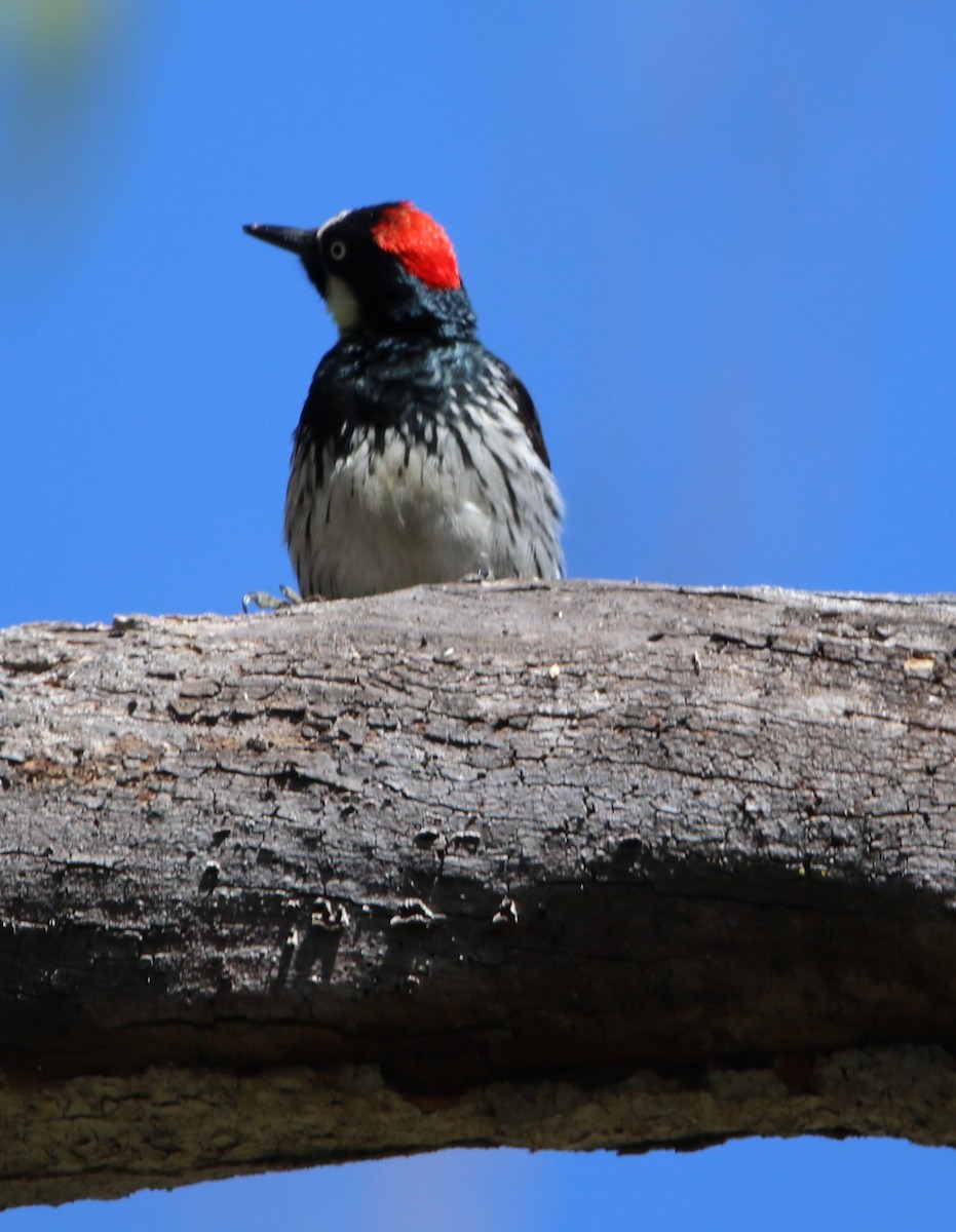 Acorn Woodpecker - Robbie & Bob Revel