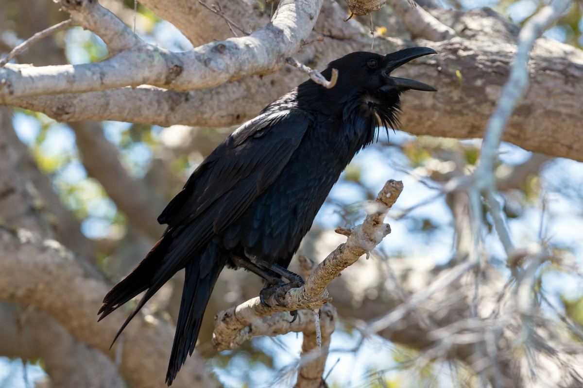 Common Raven - ML620464179