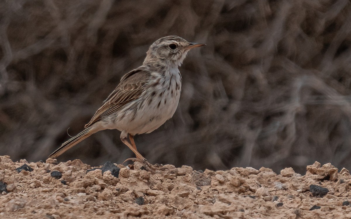 Berthelot's Pipit - ML620464183