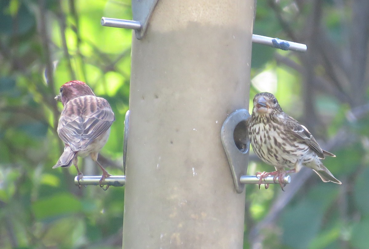 Cassin's Finch - Becky Laboy