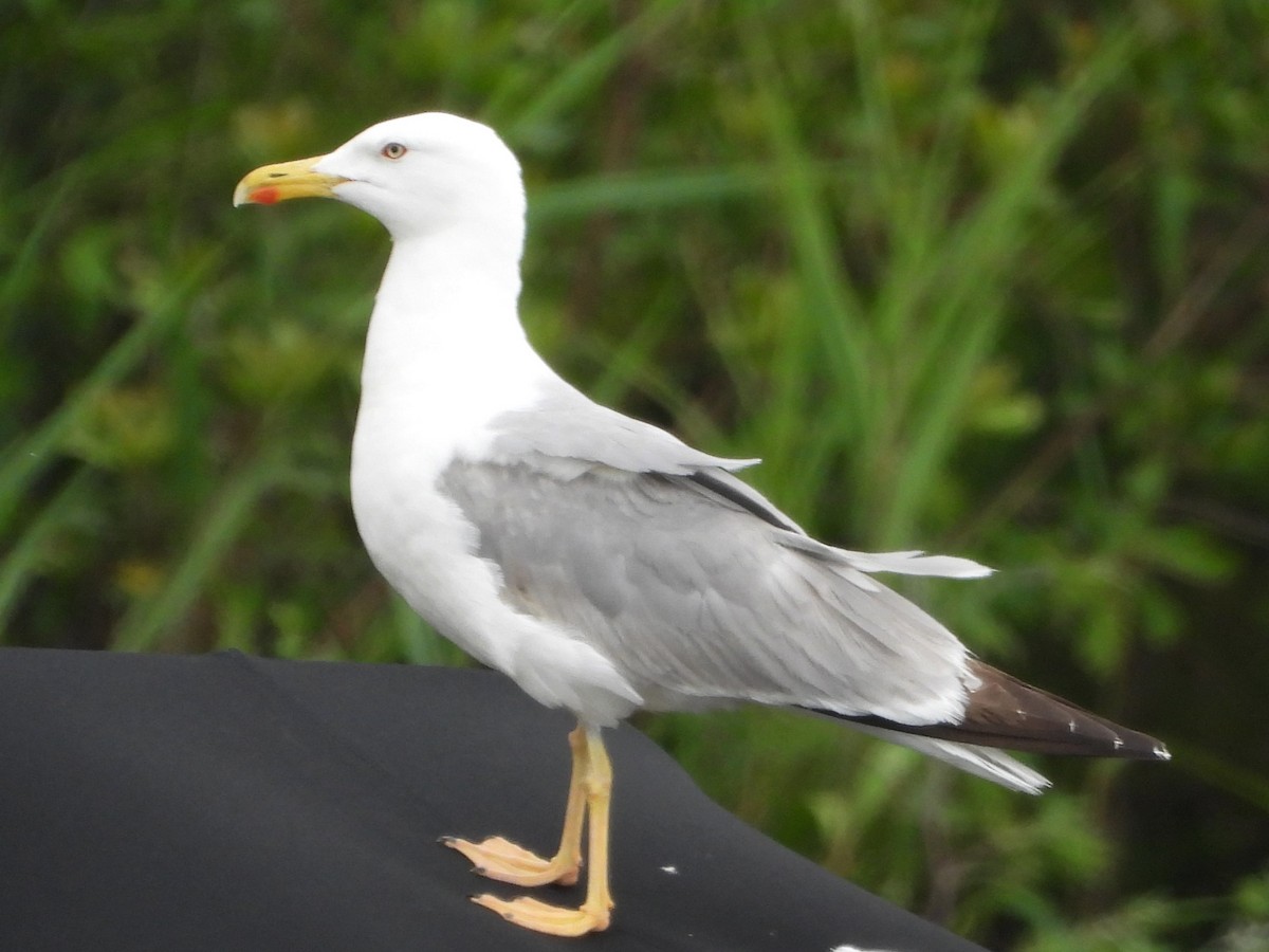 Yellow-legged Gull - ML620464186