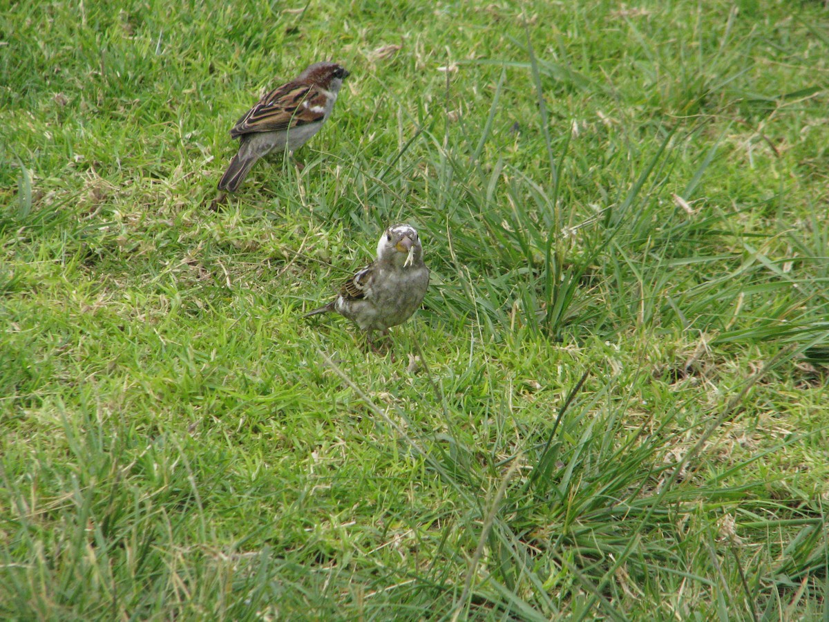 Moineau domestique - ML620464189