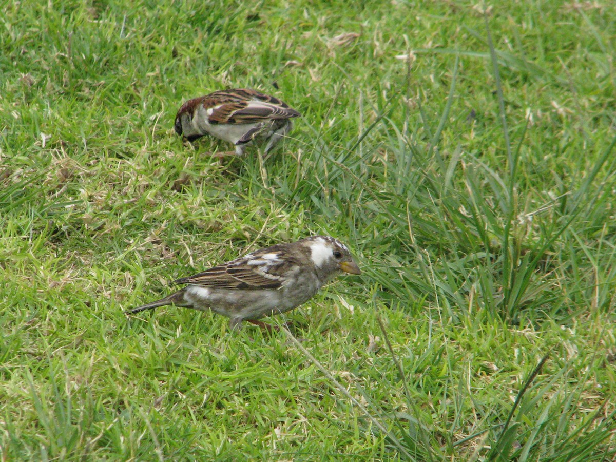 House Sparrow - ML620464191