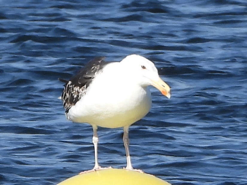 Great Black-backed Gull - ML620464192