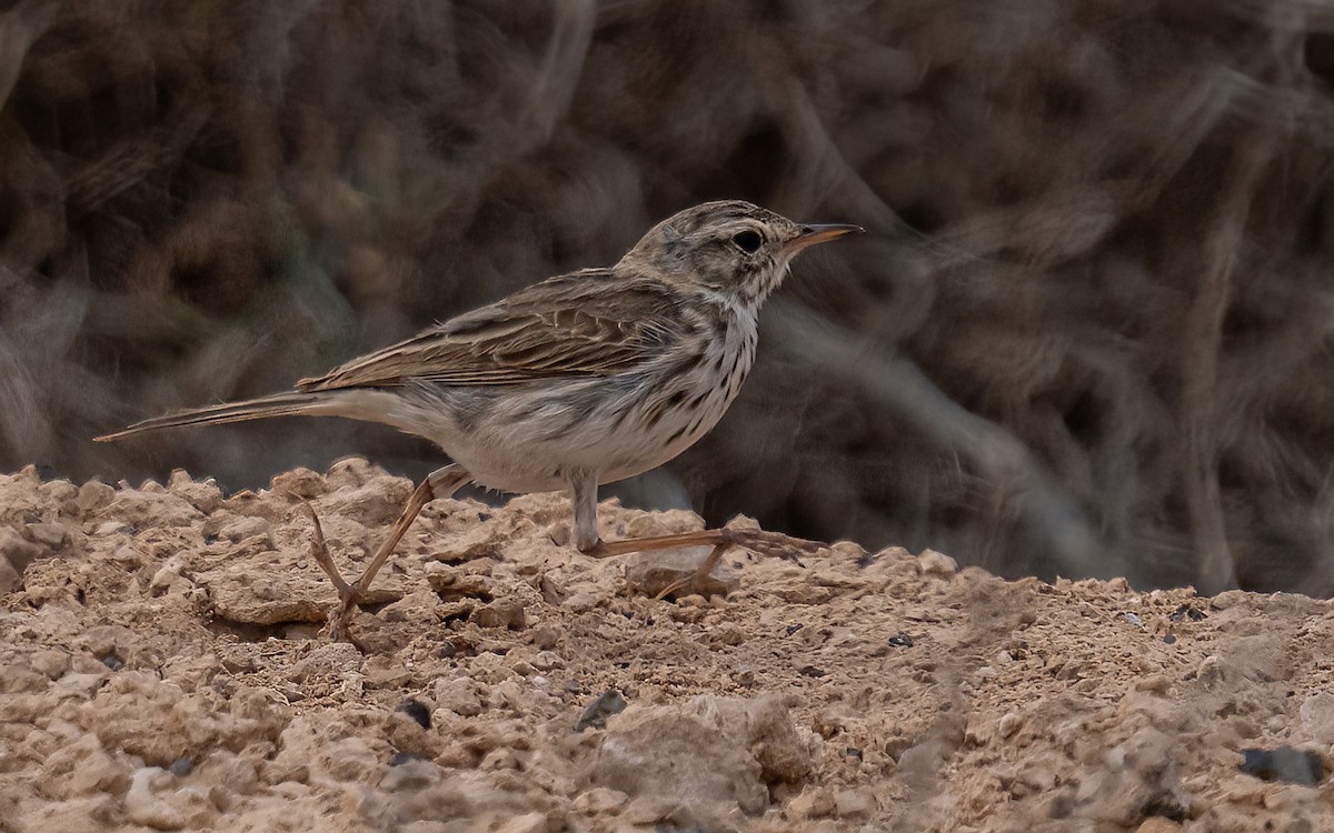 Berthelot's Pipit - ML620464193