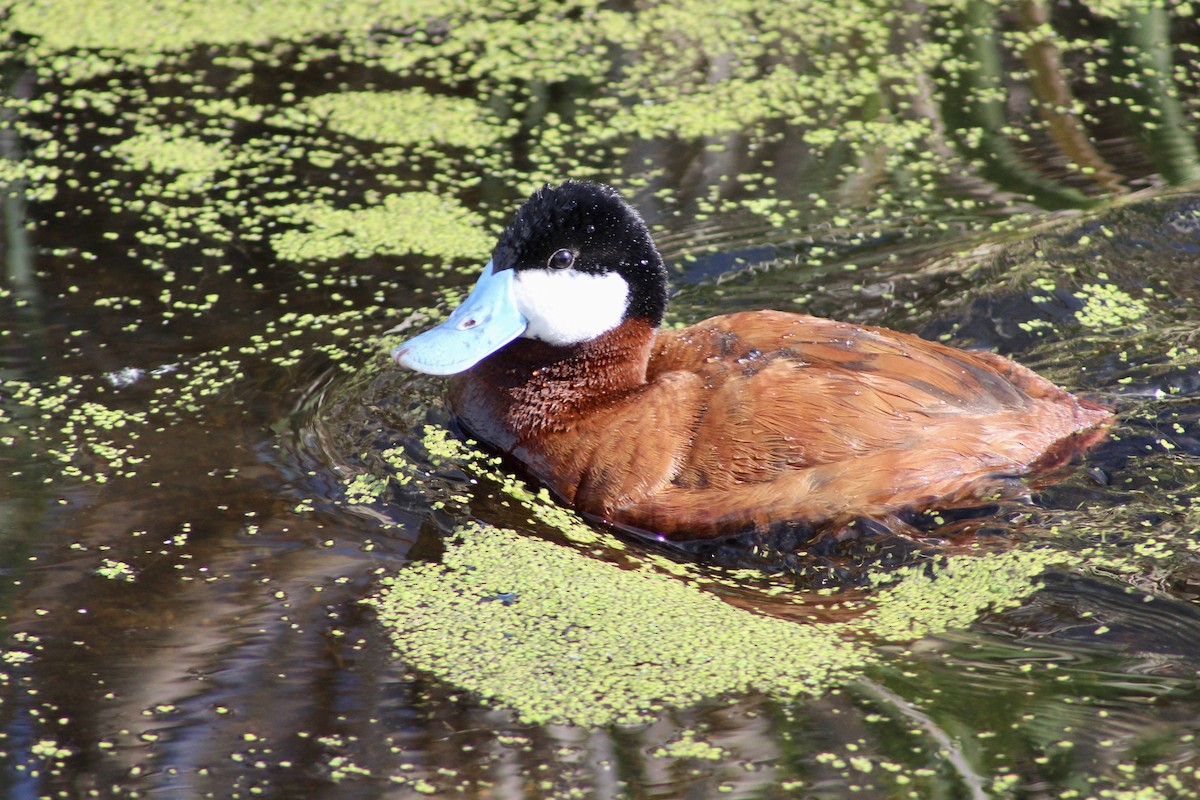 Ruddy Duck - ML620464197