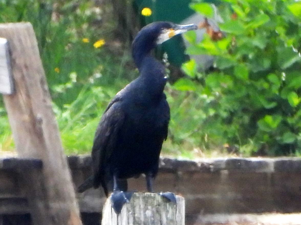 Kormoran - ML620464198