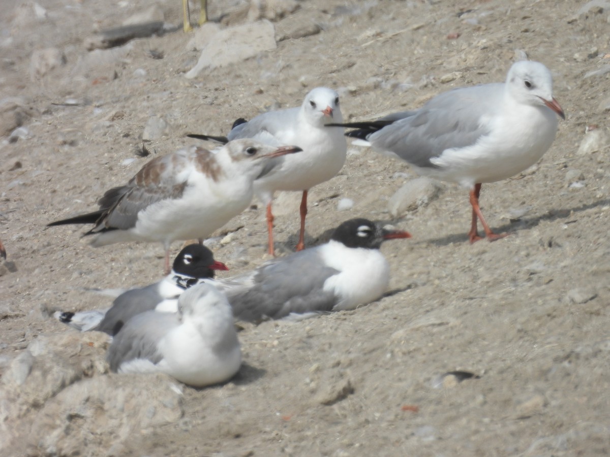 Franklin's Gull - ML620464200