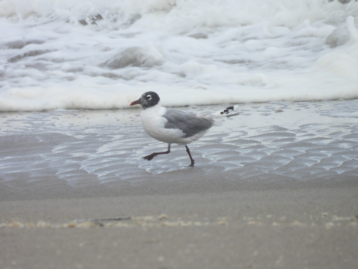 Franklin's Gull - ML620464201