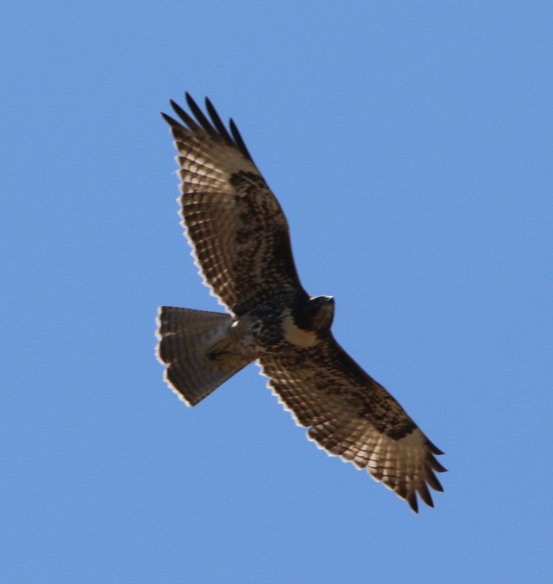 Red-tailed Hawk - ML620464204