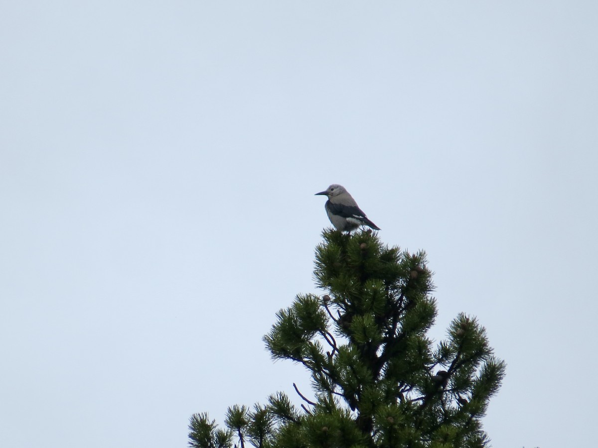 Clark's Nutcracker - ML620464205