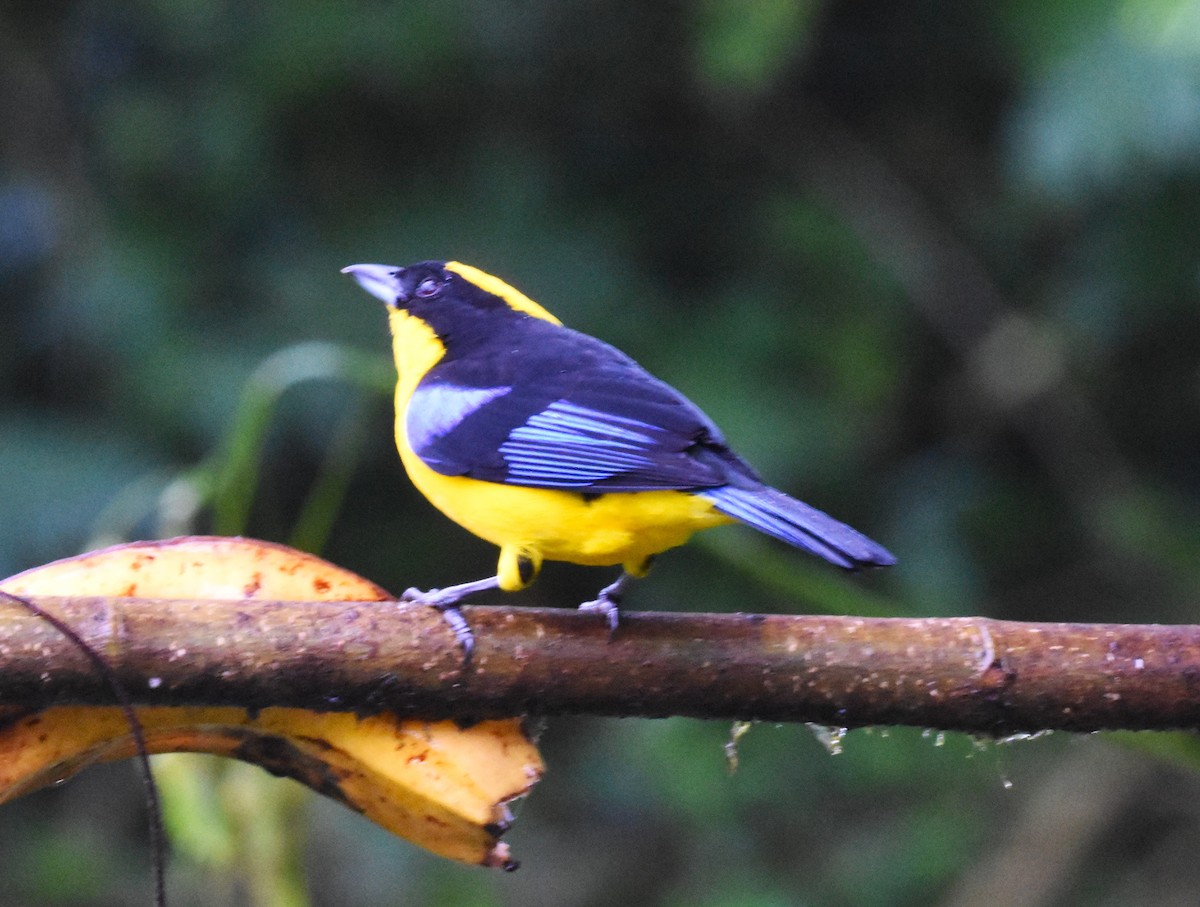 Blue-winged Mountain Tanager - ML620464208