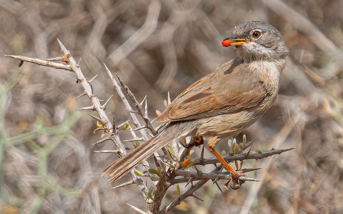 Spectacled Warbler - ML620464213