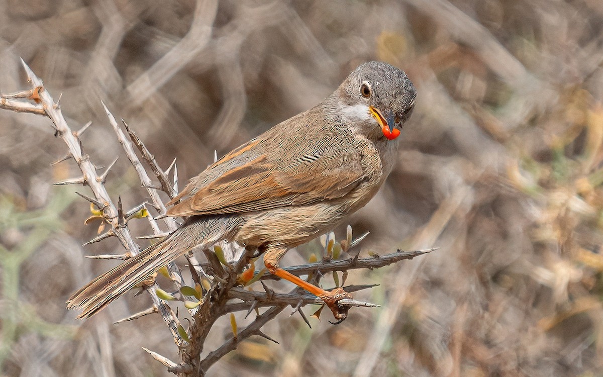 Spectacled Warbler - ML620464216