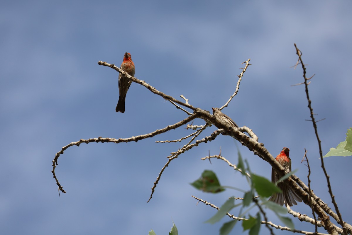 House Finch - ML620464219