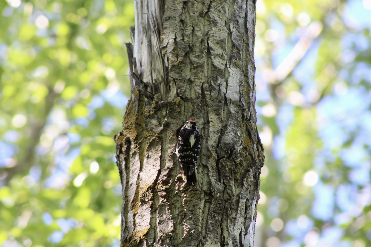 Downy Woodpecker (Eastern) - ML620464221