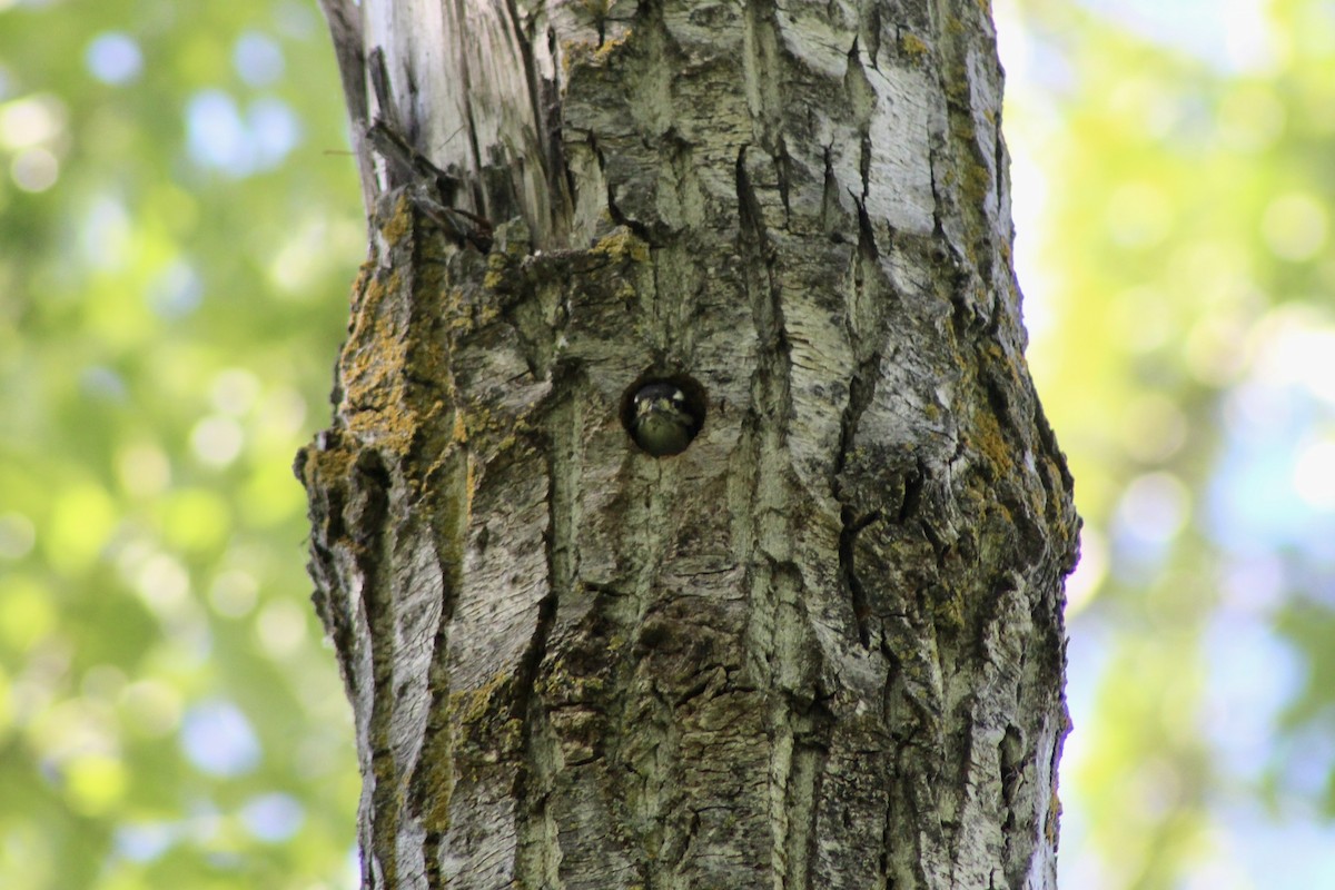 Downy Woodpecker (Eastern) - ML620464223