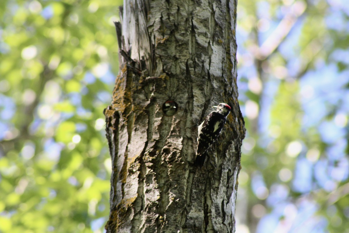 Downy Woodpecker (Eastern) - ML620464225