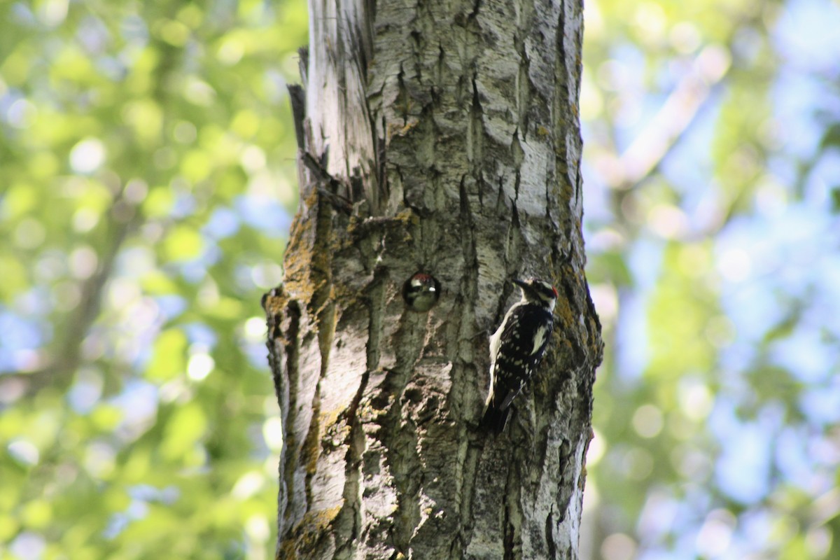 Downy Woodpecker (Eastern) - ML620464226