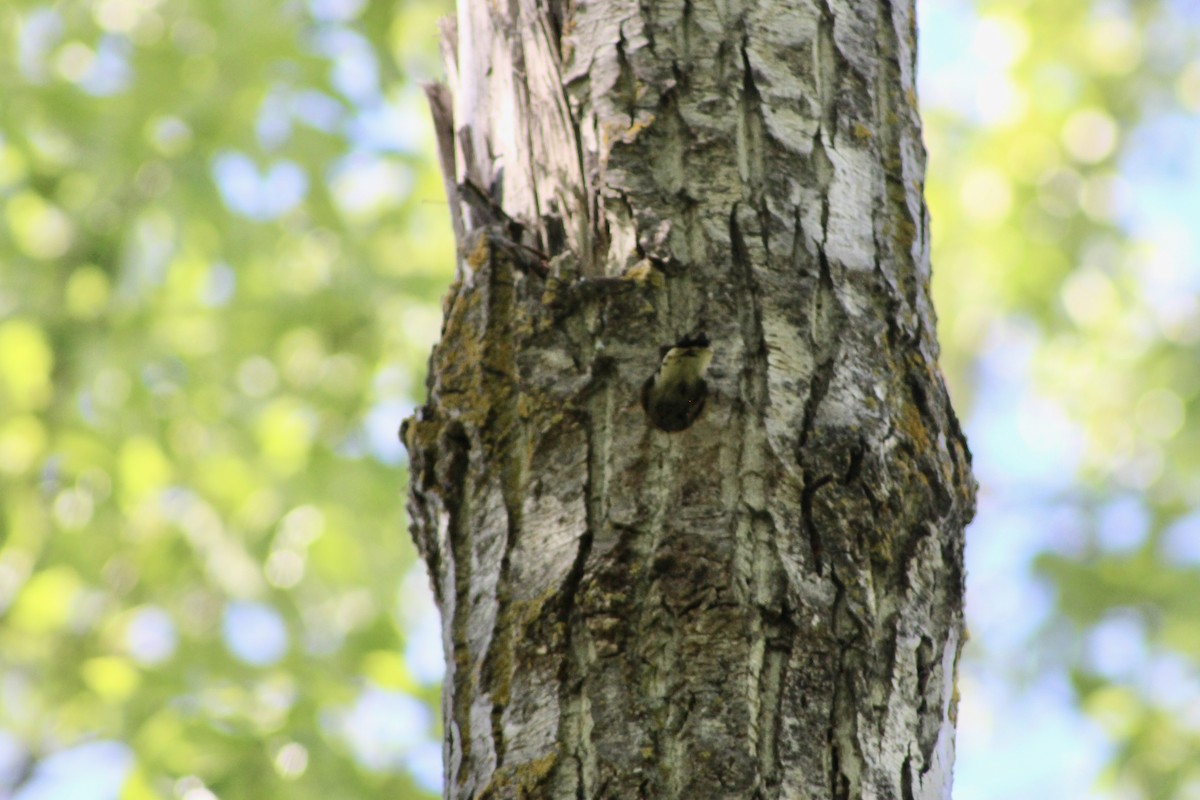 strakapoud osikový (ssp. pubescens/medianus) - ML620464227