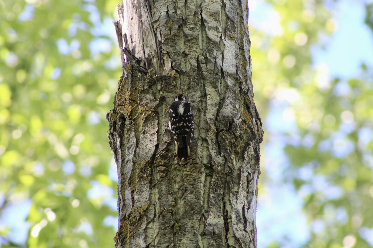Downy Woodpecker (Eastern) - ML620464228