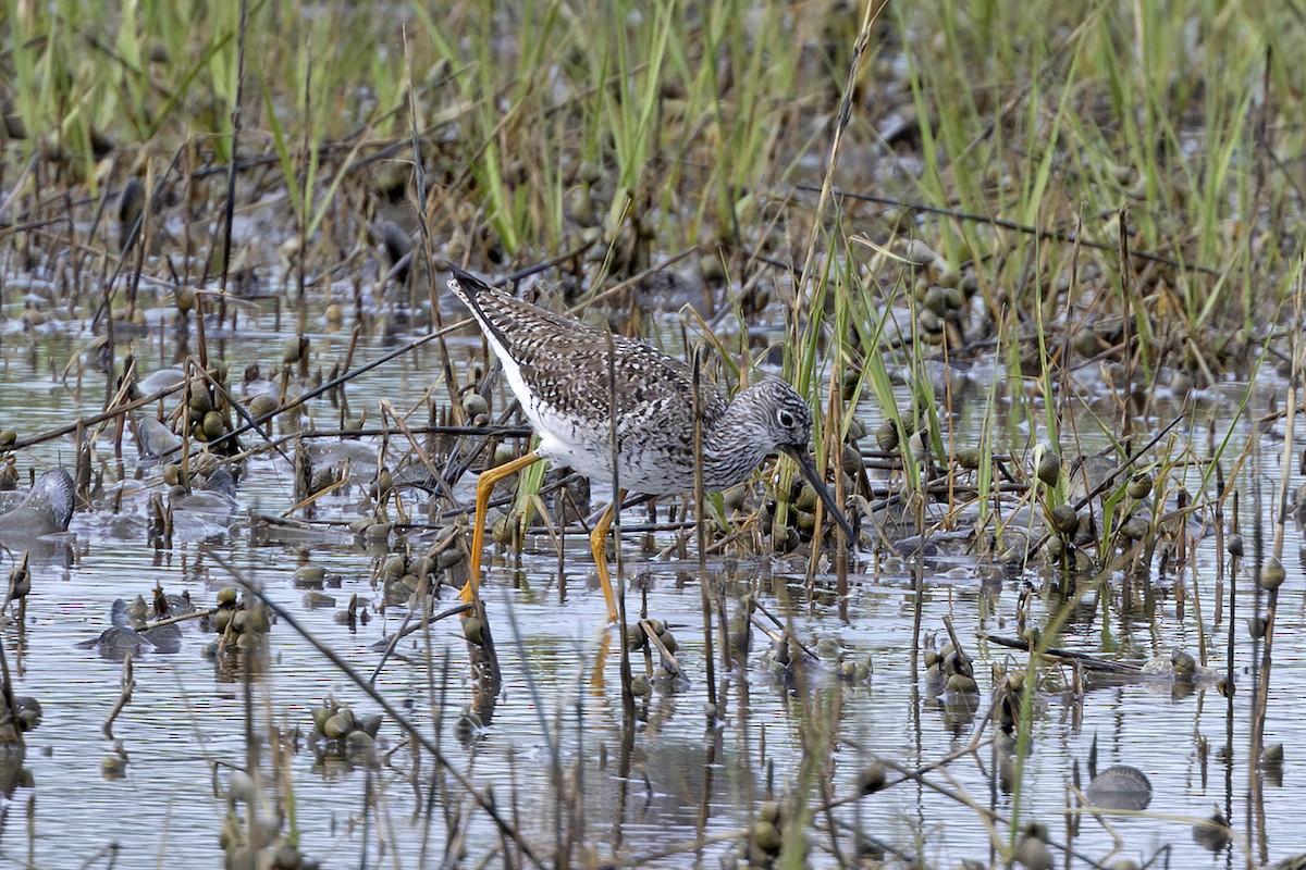 Greater Yellowlegs - ML620464231