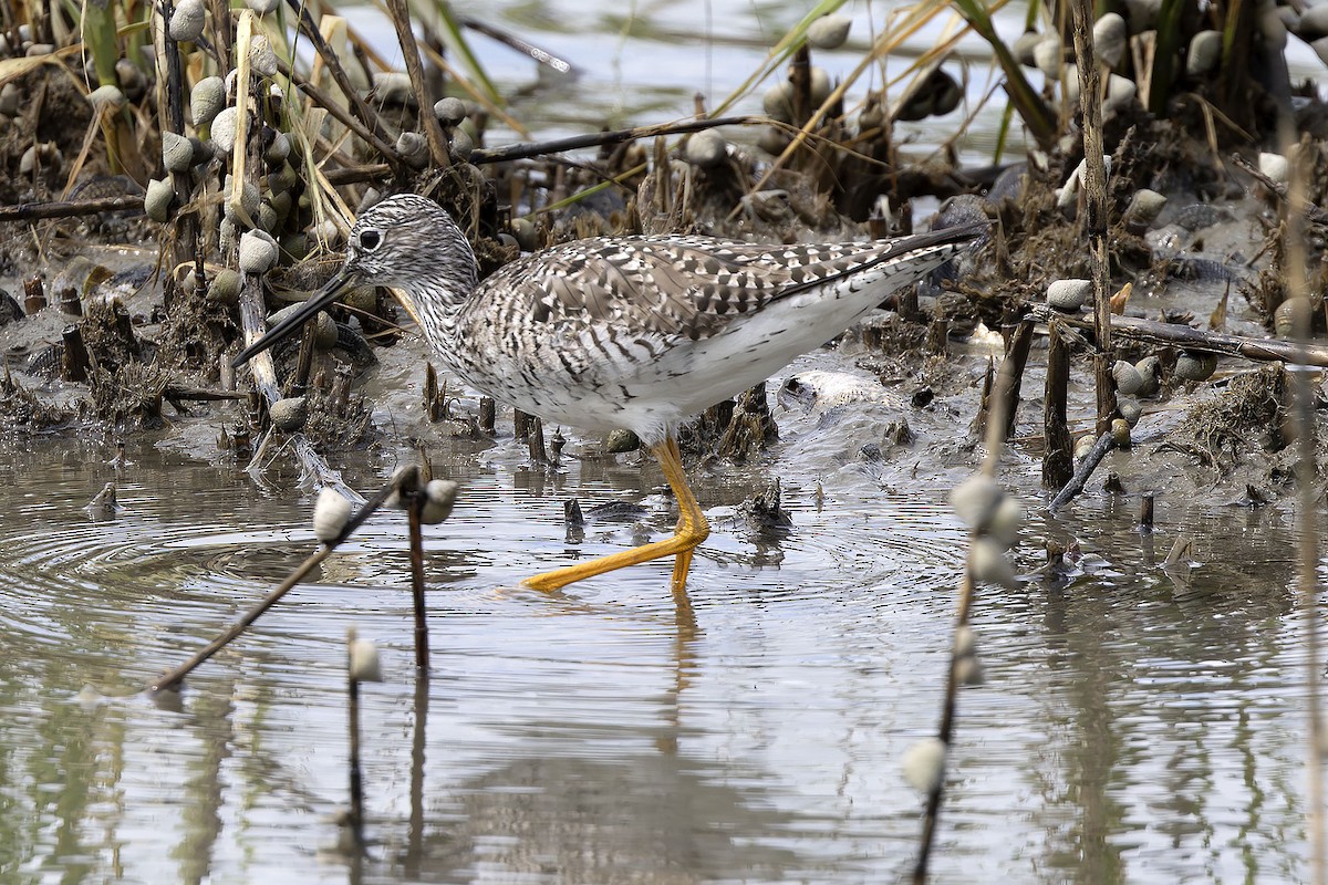 Greater Yellowlegs - ML620464233