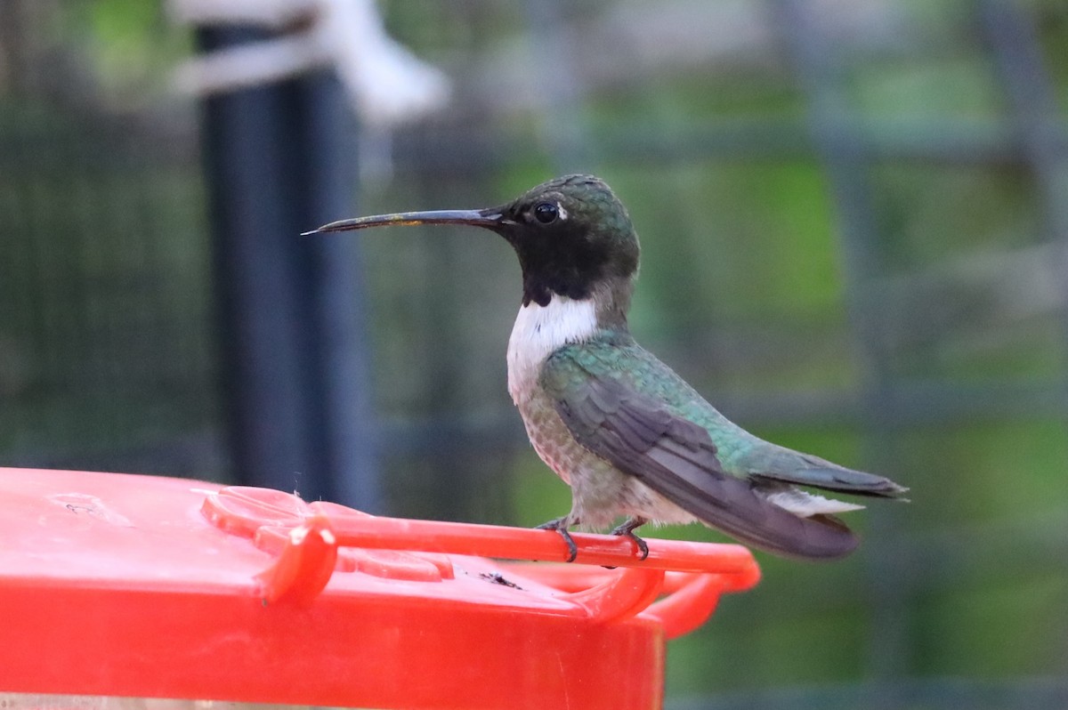 Black-chinned Hummingbird - ML620464235