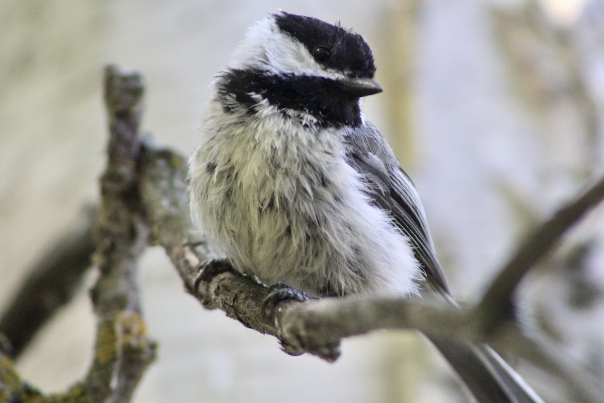 Black-capped Chickadee - ML620464238