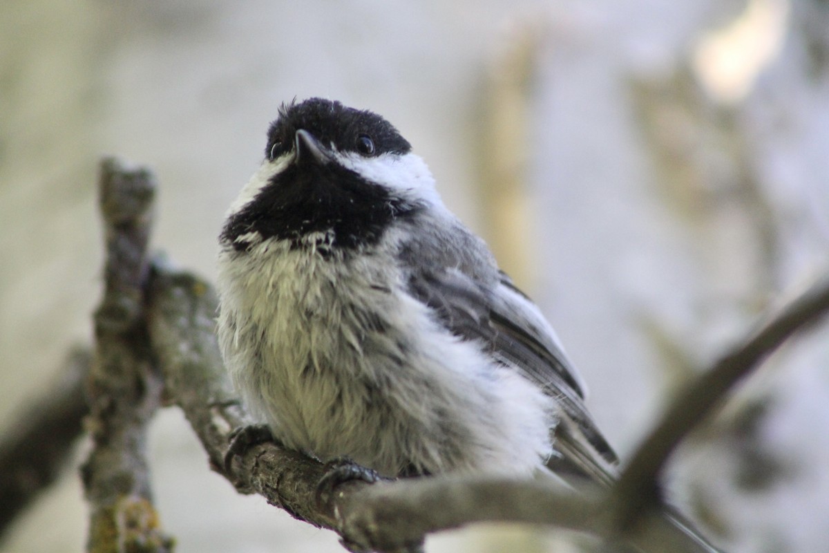 Black-capped Chickadee - ML620464239