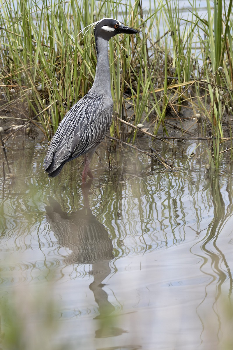 Yellow-crowned Night Heron - ML620464240