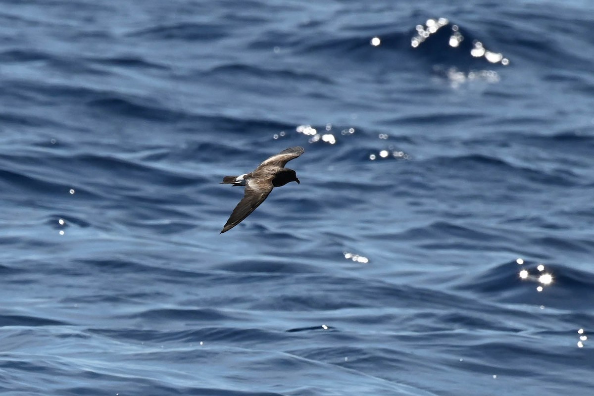 Band-rumped Storm-Petrel - ML620464243