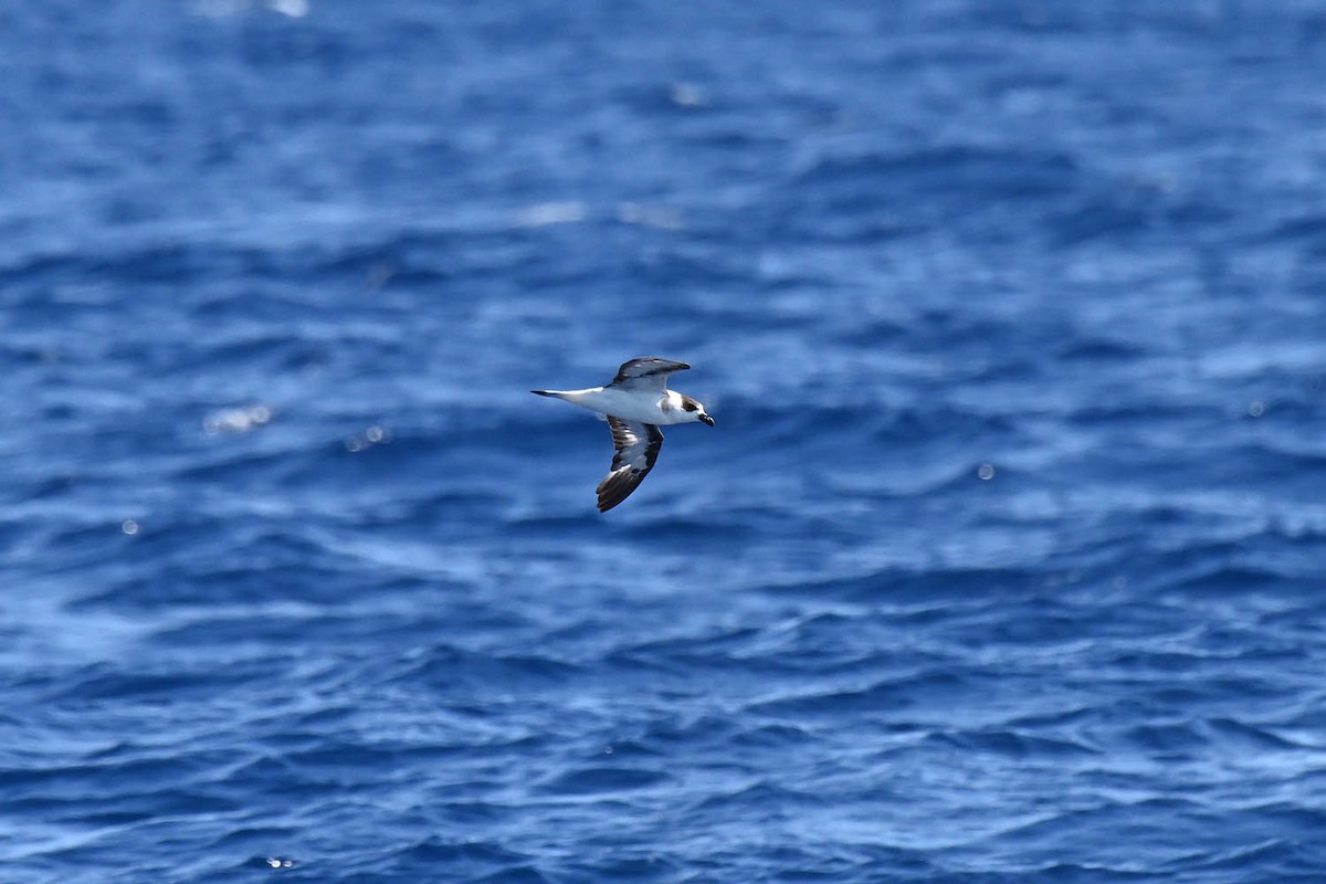 Black-capped Petrel - ML620464244